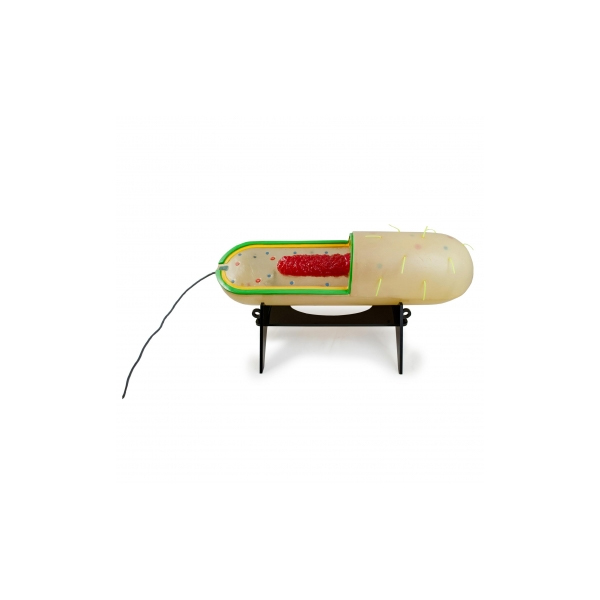 Prokaryotic Cell Model