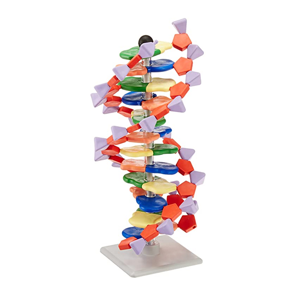 Mini DNA 22 layer base pair Molecular Model
