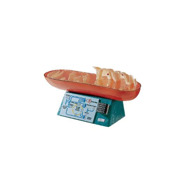 Mitochondrion Model