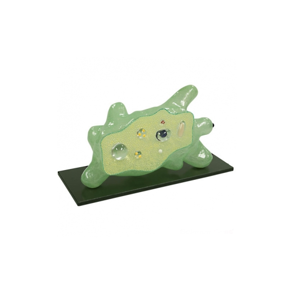 Amoeba Model