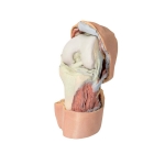 3D Printed Human Flexed Knee Joint