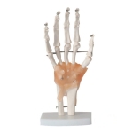 Human Hand Joint Model with Ligaments