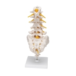 Human Lumbar Spinal Column Model