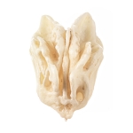 Loose Human Skull Bone, Ethmoid