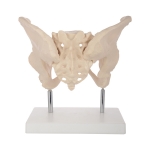 Human Adult Female Pelvis Structural Model