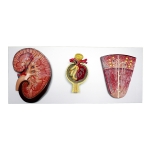 Human Kidney, Nephron, and Glomerulus Model Set