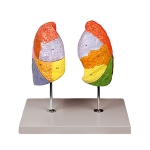 Human Segmented Lungs Model