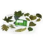 Leaf Identification Kit