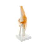 Human Knee Joint Model, Life Size