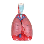 Human Lungs with Heart and Larynx Model