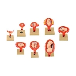 Human Embryo Development Set