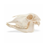 Sheep Skull, Plastic