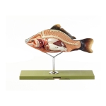 Bony Fish Model