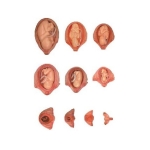 Human Embryo Set, PVC