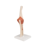 Human Elbow Joint Model