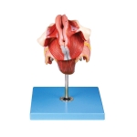 Human Female Genital Organs Model