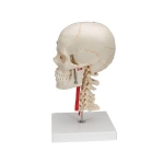 Human Skull Bones Model