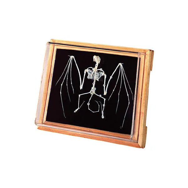 Bat Skeleton