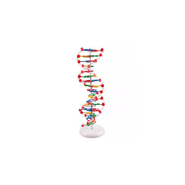 Medical DNA Model