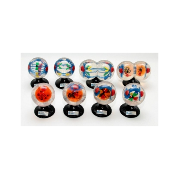 Animal Mitosis Models