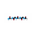 Polypeptide Molecular Model Kit